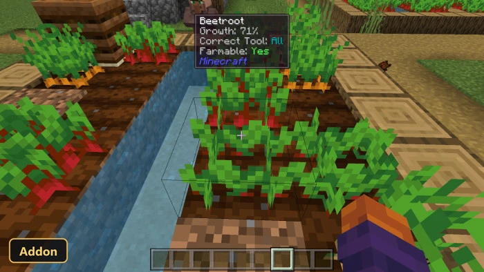 player looking at a beetroot farm with water channels