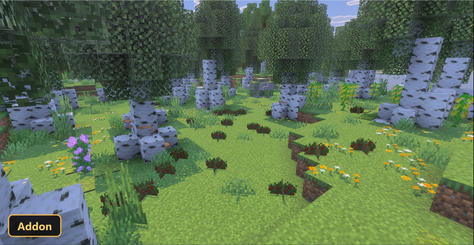 birch forest with green grass, small bushes, and colorful flowers