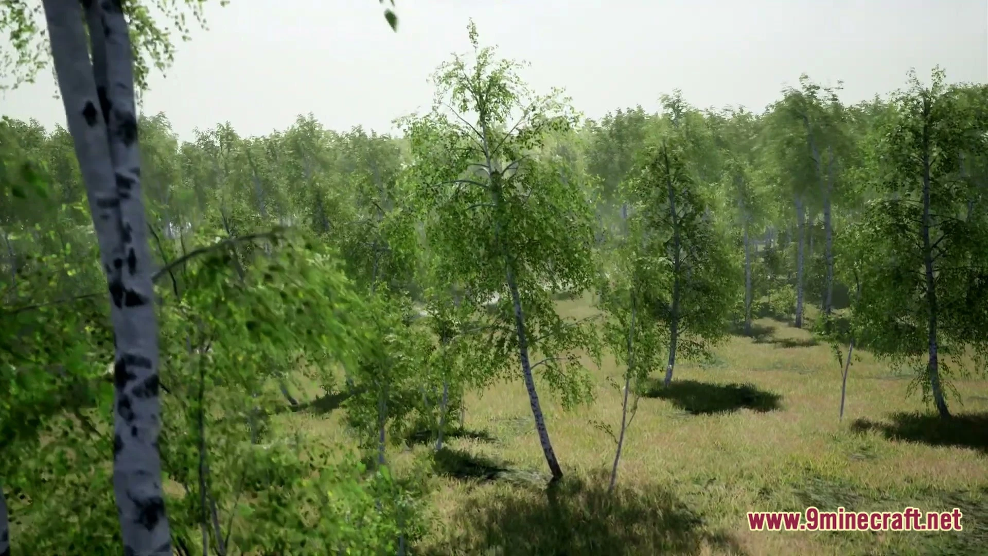 Birch Tree Asset Pack Map (26.3, 1.20.1) – Wander a Peaceful Custom Forest — screenshot 3
